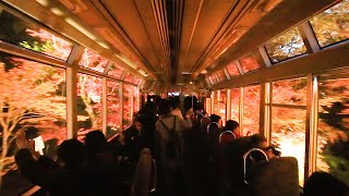 The Autumn Train running through the Japanese Maple Tunnel  もみじのトンネル [upl. by Stephana]