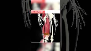 muschii coapsei Ii stii muschi admiteremedicina biologie workout anatomie [upl. by Adnical]