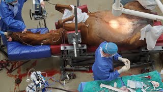 GRAPHIC Horse Emergency Colic Surgery Jejunostomy [upl. by Fonseca88]