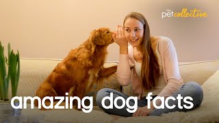 Amazing Pet Facts DOGS [upl. by Ivek333]