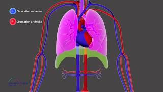 Chapitre 1 ICP  La circulation pulmonaire et systémique [upl. by Lowndes]