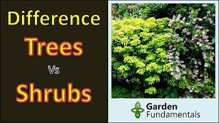 Difference between trees and shrubs  and subshrubs [upl. by Winonah245]