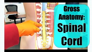 Spinal Cord  Gross Anatomy [upl. by Airotnes]