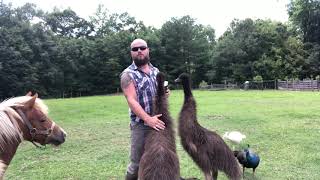 Emu Fun facts and care [upl. by Liddle313]