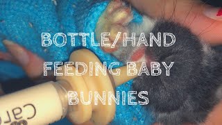 BOTTLE FEEDING Baby Bunnies [upl. by Etam948]