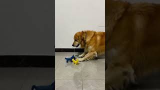 Big yellow dog plays with two toy dogs [upl. by Adnirual]