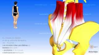 Les muscles postérieurs du tronc [upl. by Ettegirb928]