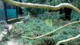 Bloadpheasant breeding pair in spring 2007 [upl. by Kokaras112]