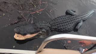 An Airboat Ride in Everglades National Park Florida [upl. by Zimmerman]