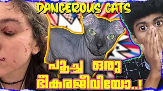 പൂച്ച ഒരു ഭീകര ജീവിയാണോ🔥DANGEROUS CAT ATTACK MALAYALAM REACTION [upl. by Kip]