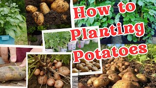 How to Planting Potatoes  StepbyStep Guide to Growing Your Own Delicious Spuds [upl. by Bega]