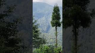 6500 ft High altitude Hamlet in North bengal 😍😍🥰🥰 travel mountains bikeriding homestay love [upl. by Bulley]