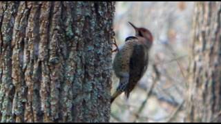 Woodpeckers Sound [upl. by Mcspadden]