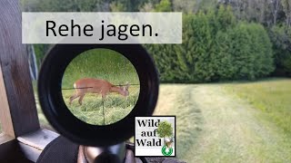 🦌Rehjagd mit Steyr SM12 308Win wildaufwald [upl. by Ellecram525]