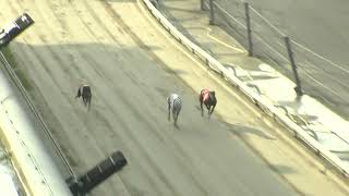 Greyhound 2024 10112024 Trial 2 [upl. by Barby101]