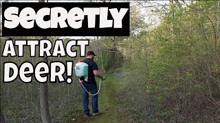 Learn How To Attract Deer To Small Properties Fast [upl. by Mcnelly]