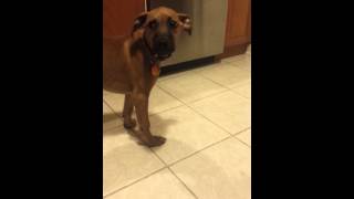 Talking with Si the Black Mouth Cur [upl. by Yaffit]