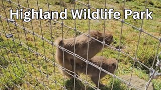 Explore Scotland  Highland Wildlife Park [upl. by Salvucci281]