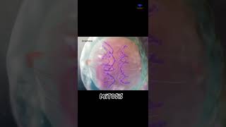 Mitosis cell division short video  cytology [upl. by Rehpotsrhc]