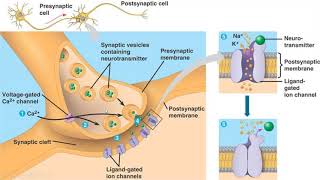 Neurons  Synapses  Neurotransmitters  dendrites  Axon terminals [upl. by Lissy]