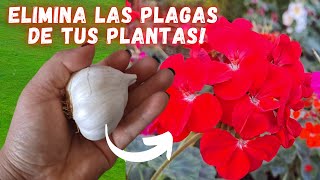 Cómo hacer un INSECTICIDA CASERO para plantas con AJO Y AJÍ SUPER EFECTIVO Moscas áfidos minadores [upl. by Narud537]