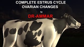 ESTRUS CYCLE IN COW [upl. by Jesse36]