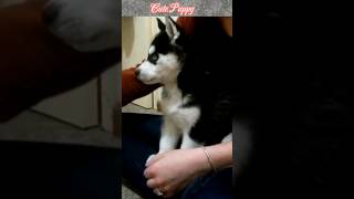 Adorable Puppy Howling puppy cute youtubeshorts short [upl. by Adah]