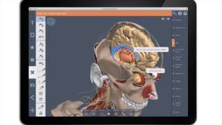 Primals 3D Realtime Human Anatomy [upl. by Einnal502]