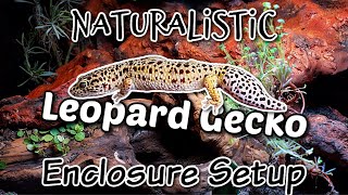 Naturalistic Bioactive Leopard Gecko Enclosure Setup [upl. by Ramalahs]