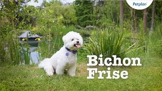 Bichon Frise Breed Information Temperament Lifespan amp more  Petplan [upl. by Gertrude421]