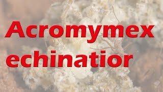 Acromyrmex echinatior  Die Blattschneiderameise für jeden  Infovideo [upl. by Julietta]