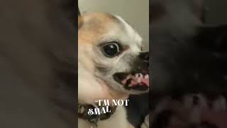 When Your Chihuahua Thinks It’s a Great Dane  funnyvideos viralvideo [upl. by Fabriane]