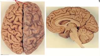 Overview of the Brain 1  Dr Ahmed Farid [upl. by Maccarthy892]