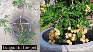 Growing Longan Fruit Tree in a Pot [upl. by Phip]