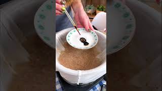 Outdoor beer making 🌾🍺From grain to glass [upl. by Lara400]