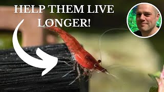 How Long Do Red Cherry Shrimp Live For 3 TIPS TO HELP THEM LIVE LONGER [upl. by Nahtnamas865]