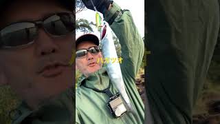 Bonito Sydney HB fishing [upl. by Kcirde]