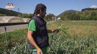 ¿Cómo se plantan los puerros [upl. by Mozelle]