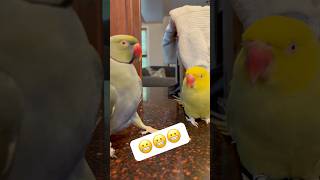 Caught in the act 😳 couplegoals talkingparrot cuteanimals talkingbird family funnyanimals [upl. by Ainevul]