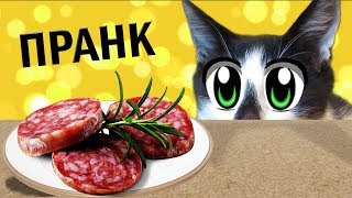 23 СМЕШНЫХ ПРАНКОВ над КОТАМИ  ЛУЧШИЕ ПРИКОЛЫ с КОТАМИ СМЕШНЫЕ ИДЕИ ДЛЯ РОЗЫГРЫША пары друзей [upl. by Eaton]