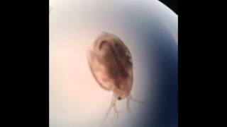 Daphnia Movement [upl. by Anali960]