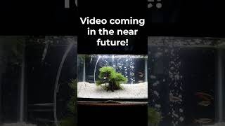 Making a Bonsai Tree For Aquascape aquarium [upl. by Weidman]