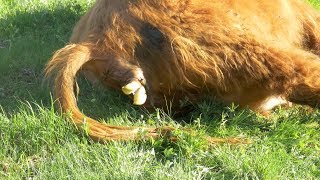 Life on Pasture A Truly Beautiful Highland Cattle Birth [upl. by Allac882]