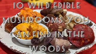 10 Edible Mushrooms You Can Find in the Woods [upl. by Naerad]