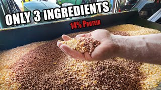 EASY PIG FEED MIX  Only 3 Ingredients 14 Protein [upl. by Montgomery744]