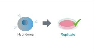 Selecting hybridomas using the HAT method [upl. by Anecusa]