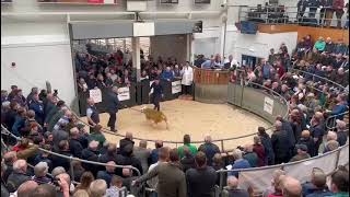 🔥 Big sale Texel excitement at Lanark—£60k [upl. by Koffman]