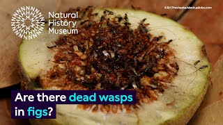 Are there dead wasps in figs  Surprising Science [upl. by Knoll775]