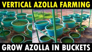 Vertical Azolla Farming  Growing Azolla in Bucket  How to grow Azolla at Home  Azolla Cultivation [upl. by Mullen]