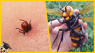 Die 10 gefährlichsten Insekten der Welt [upl. by Salamanca]